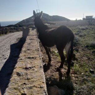 SantoriniGaidouriaPastouromenaDemenaPodia9 12 2019 3