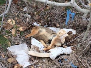 Σαντορίνη: Τρία σκυλιά νεκρά από φόλες στον Πύργο