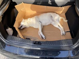 Αθήνα: Σκύλος δολοφονημένος με φόλα στα Σεπόλια