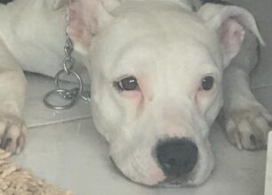 Αθήνα: Ακόμα ένας σκύλος δολοφονημένος με φόλα στα Σεπόλια