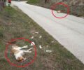 Σέρρες: Δύο αδέσποτα σκυλιά δολοφονημένα με φόλες στην περιοχή Ιωάννου Θεολόγου