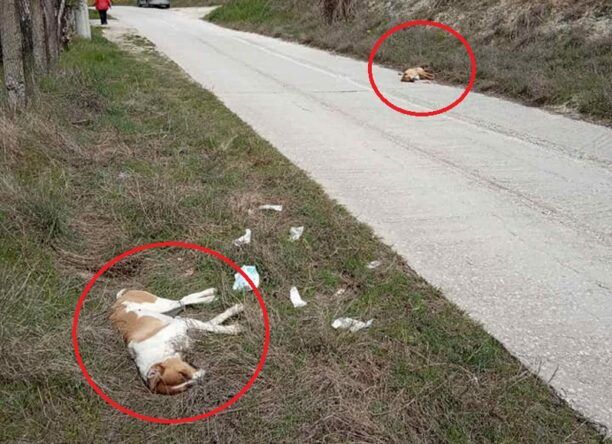 Σέρρες: Δύο αδέσποτα σκυλιά δολοφονημένα με φόλες στην περιοχή Ιωάννου Θεολόγου