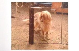 Χάθηκε σκύλος (θηλυκό Σέττερ) στην Παιανία Αττικής