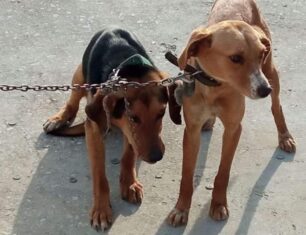 Εγκατέλειψε τα σκυλιά που είχε αλυσοδεμένα σαν κατάδικους στη Σούδα Χανίων (βίντεο)