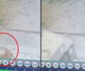 Αναζητεί ποιος οδηγός με όχημα χωρίς πινακίδες πάτησε τον σκύλο του στο Σουφλί Έβρου (βίντεο)