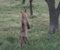 Σούρπη Μαγνησίας: Κρέμασε αλεπού σε δέντρο