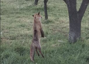 Σούρπη Μαγνησίας: Κρέμασε αλεπού σε δέντρο