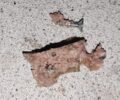 Σταυρός Ημαθίας: Σκυλιά και γάτα δολοφονημένα με φόλες