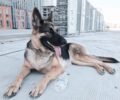 Αθήνα: Καταγγέλλουν την κακοποίηση σκύλου από αστυνομικό στα Εξάρχεια και τις απειλές επειδή υπερασπίστηκαν το ζώο