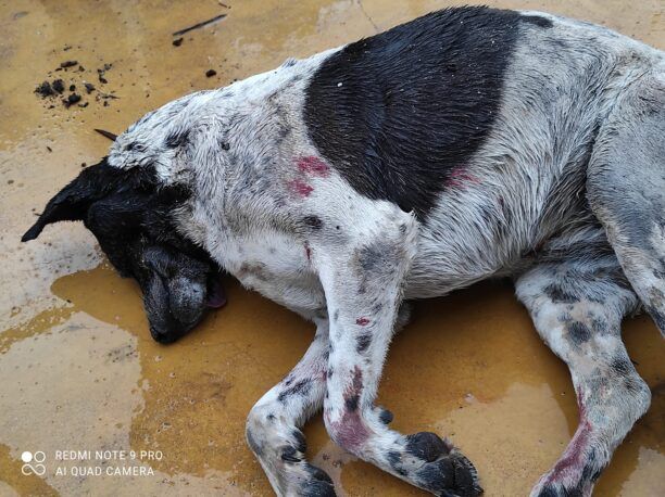 Ταρσινά Κορινθίας: Ακόμα ένας κυνηγός σκότωσε σκύλο με καραμπίνα