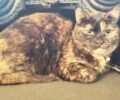 Χάθηκε γάτα (ταρταρούγα) στη Γλυφάδα Αττικής