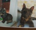 Χάθηκε τυφλή γάτα (ταρταρούγα) στην Άνοιξη Αττικής