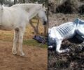 Μετά από εντατική φροντίδα το άλογο που κακοποιούσε ο ιδιοκτήτης του στη Θουρία Μεσσηνίας έγινε και πάλι υπέροχο ζώο