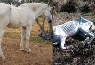 Μετά από εντατική φροντίδα το άλογο που κακοποιούσε ο ιδιοκτήτης του στη Θουρία Μεσσηνίας έγινε και πάλι υπέροχο ζώο