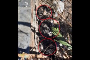Τήνος: Με φόλες δηλητηρίασε γάτες στην Καλλιθέα