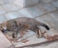Τήνος: Άλλη μια γάτα δολοφονημένη με φόλα στην Κώμη