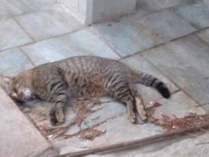 Τήνος: Άλλη μια γάτα δολοφονημένη με φόλα στην Κώμη
