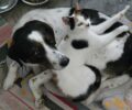 Τήνος: Γάτες δολοφονημένες με φόλες στην Κώμη