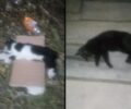 Τήνος: Συνεχίζουν να δηλητηριάζουν γάτες στη Χώρα