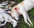 Τύρια Πρέβεζας: Βρήκε τον σκύλο νεκρό πυροβολημένο δίπλα στα νεκρά  αρνάκια