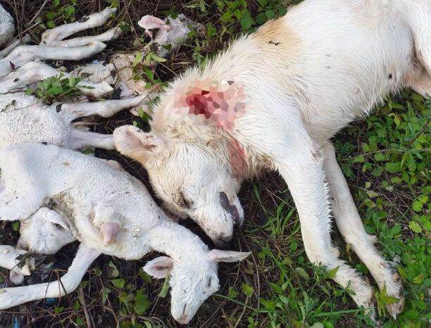 Τύρια Πρέβεζας: Βρήκε τον σκύλο νεκρό πυροβολημένο δίπλα στα νεκρά  αρνάκια