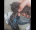 Βρυσούλες Καβάλας: Βρήκε νεογέννητα γατάκια σε σακούλα στα σκουπίδια – Το ένα ήταν ήδη νεκρό (βίντεο)