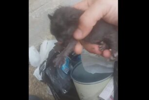 Βρυσούλες Καβάλας: Βρήκε νεογέννητα γατάκια σε σακούλα στα σκουπίδια – Το ένα ήταν ήδη νεκρό (βίντεο)