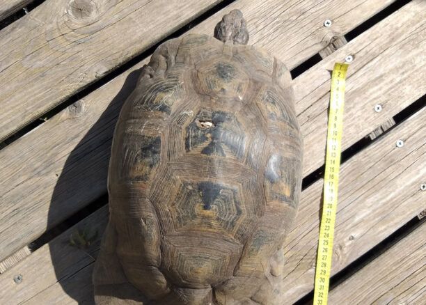 Χερσαία χελώνα πάνω από 100 χρόνων βρέθηκε στην Πάρο