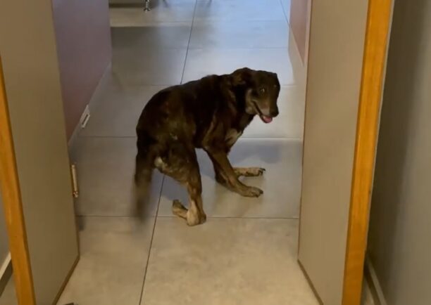 Χουστουλιανά Ηρακλείου: Σκύλος με σπασμένα πόδια που κόλλησαν μόνα τους στραβά περιφερόταν επί χρόνια (βίντεο)