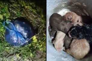 Ζάκυνθος: Βρήκε 7 νεογέννητα κουτάβια κλεισμένα σε σακούλα πεταμένα σε χωράφι (βίντεο)