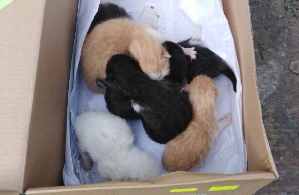 Αιγάλεω Αττικής: Άρπαξε νεογέννητα γατάκια από τη μάνα τους και τα εγκατέλειψε σε κουτί παπουτσιών