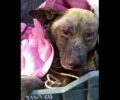 Σε σοβαρή κατάσταση παραμένει σκύλος που βρέθηκε με εγκαύματα στο Αλεποχώρι Αττικής (βίντεο)