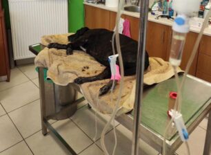 Σε τραγική κατάσταση από τα εγκαύματα ακόμα ένας σκύλος στο Αλεποχώρι Αττικής (βίντεο)