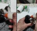 Άνδρος: Βρήκε νεογέννητα γατάκια πεταμένα στα σκουπίδια στο Παραπόρτι της Χώρας