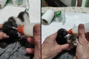 Άνδρος: Βρήκε νεογέννητα γατάκια πεταμένα στα σκουπίδια στο Παραπόρτι της Χώρας