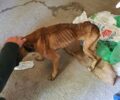Δεσκάτη Γρεβενών: Σκύλος ράτσας Mπόξερ σκελετωμένος από την πείνα, ένα βήμα πριν τον θάνατο