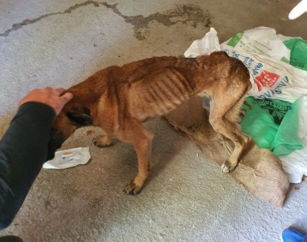 Δεσκάτη Γρεβενών: Σκύλος ράτσας Mπόξερ σκελετωμένος από την πείνα, ένα βήμα πριν τον θάνατο