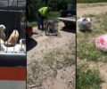 Συνελήφθη αντιδήμαρχος και υπάλληλος του Δήμου Ηρακλειάς για εγκατάλειψη αδέσποτων σκυλιών σε άλλον δήμο των Σερρών (βίντεο)