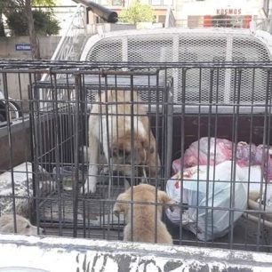 Συνελήφθη αντιδήμαρχος και υπάλληλος του Δήμου Ηράκλειας για εγκατάλειψη αδέσποτων σκυλιών σε άλλον δήμο των Σερρών (βίντεο) 16 DimosIrakleiasSerronEgkatalipsiSkylion6 5 2021 21