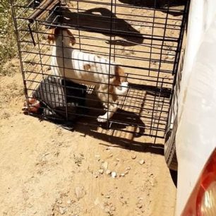 Συνελήφθη αντιδήμαρχος και υπάλληλος του Δήμου Ηράκλειας για εγκατάλειψη αδέσποτων σκυλιών σε άλλον δήμο των Σερρών (βίντεο) 11 DimosIrakleiasSerronEgkatalipsiSkylion6 5 2021 23