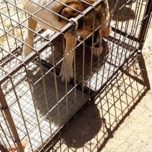 Συνελήφθη αντιδήμαρχος και υπάλληλος του Δήμου Ηράκλειας για εγκατάλειψη αδέσποτων σκυλιών σε άλλον δήμο των Σερρών (βίντεο) 13 DimosIrakleiasSerronEgkatalipsiSkylion6 5 2021 26