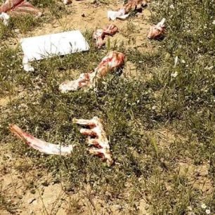 Συνελήφθη αντιδήμαρχος και υπάλληλος του Δήμου Ηράκλειας για εγκατάλειψη αδέσποτων σκυλιών σε άλλον δήμο των Σερρών (βίντεο) 10 DimosIrakleiasSerronEgkatalipsiSkylion6 5 2021 27