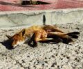 Αναζητούν – για να σώσουν – τα μωρά της αλεπούς που χτυπήθηκε από όχημα στην Εκάλη Αττικής