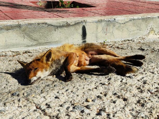Αναζητούν – για να σώσουν – τα μωρά της αλεπούς που χτυπήθηκε από όχημα στην Εκάλη Αττικής