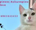 Χάθηκε θηλυκή γάτα στον λοφίσκο Αυλωναρίου στην Εύβοια