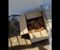 Φιλιατρά Μεσσηνίας: Έκλεισε κουτάβια σε κούτα και τα πέταξε έξω από εκκλησάκι (βίντεο)