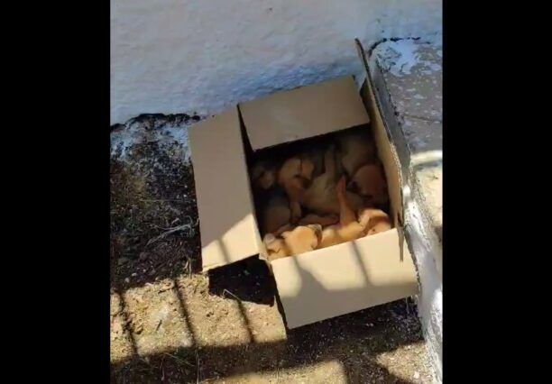 Φιλιατρά Μεσσηνίας: Έκλεισε κουτάβια σε κούτα και τα πέταξε έξω από εκκλησάκι (βίντεο)