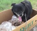 Φλώρινα: Εγκατέλειψε σκύλο μεταξύ των χωριών Πέτρες και Άγιος Παντελεήμονας (βίντεο)
