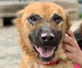 Έτοιμη για να βρει σπιτικό η σκυλίτσα που βρέθηκε τραγικά άρρωστη στους Γαργαλιάνους Μεσσηνίας (βίντεο)