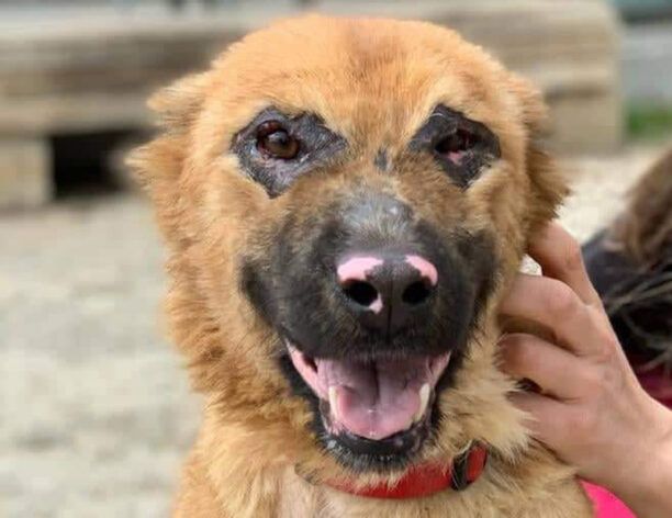 Έτοιμη για να βρει σπιτικό η σκυλίτσα που βρέθηκε τραγικά άρρωστη στους Γαργαλιάνους Μεσσηνίας (βίντεο)